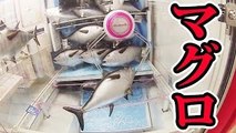 UFOキャッチャーで本マグロを大漁一本釣り【クレーンゲーム