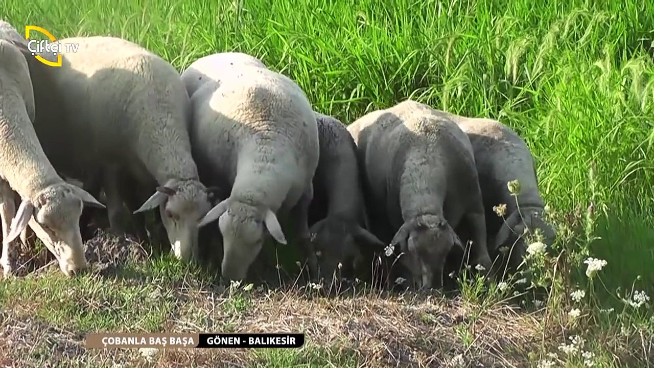 ÇOBANLA BAŞBAŞA-18-GündoğanAli-ErkanCeylanGÖNEN-BALIKESİR