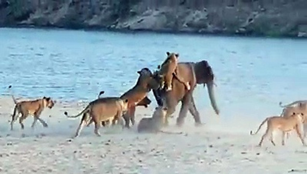 14 Lion and one single elephant