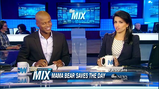 Mama Polar Bear Rescues Cub Who Cant Swim
