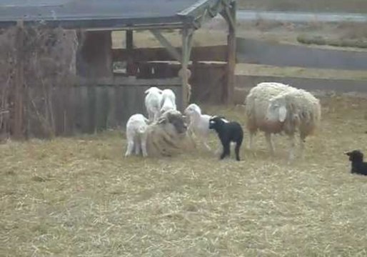 Lambs Use Older Sheep as a Launchpad
