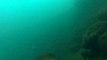 GoPro Provides a Sea Lion's Perspective of the Ocean's Depths