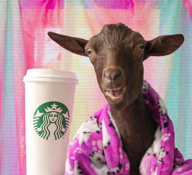 Sassy Goat Can't Function Without a Morning Coffee