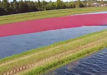 Harvesting a Crop of Cranberries