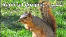 Learn Farm Animals English & Arabic (Bilingual) حيوانات المزرعة بالعربية و الانجليزية