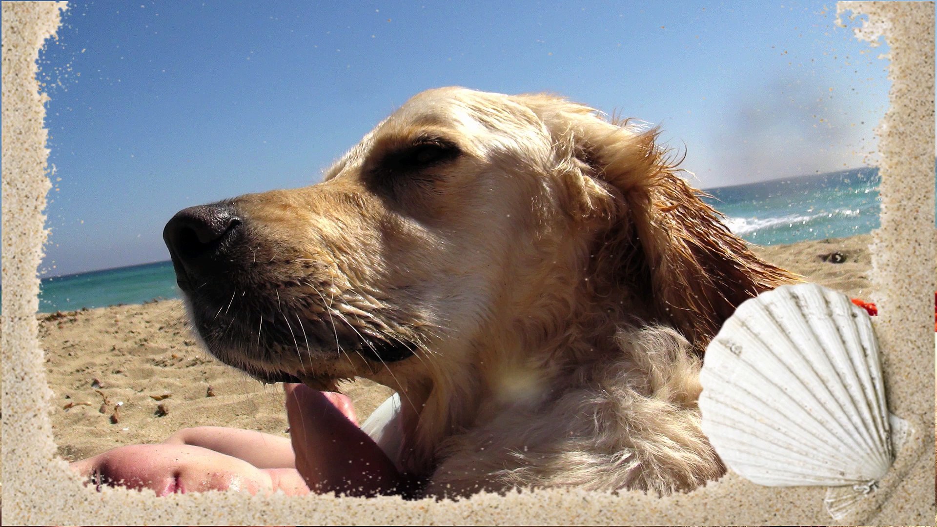 Golden Retriever montage: Kobie's Beach Day