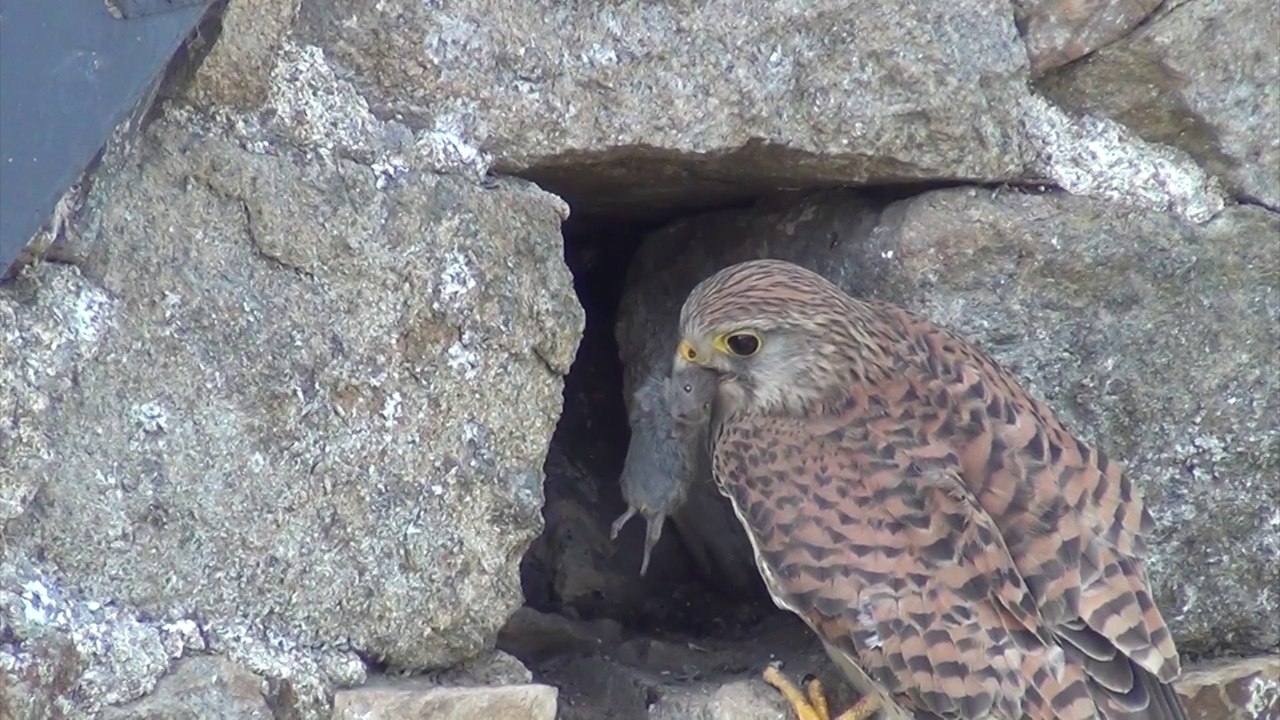 Faucon crécerelle 3 (clip)