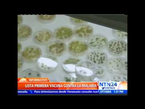 OMS señala que vacuna contra la malaria podrá administrarse a partir de 2017 tras su regulación