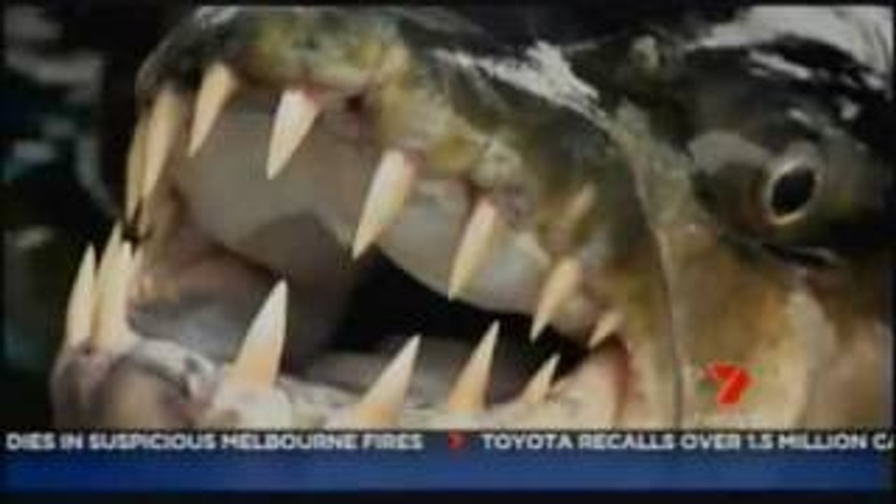 Giant 50 kg Piranha Monster Fish was catch by 2 fisher man at Congo river What a Catch C H