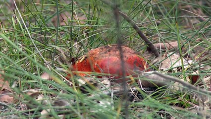 les toqués du sud (02/10/15)