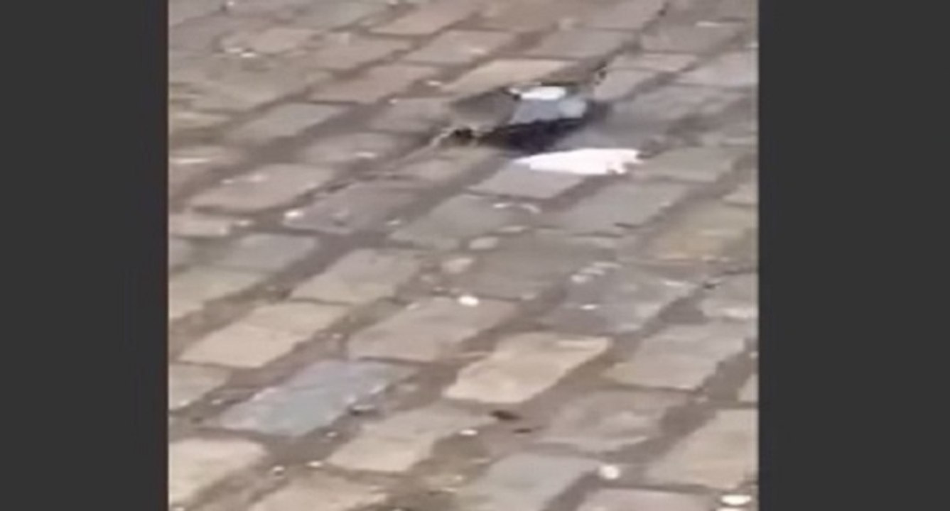 Incroyable, un rat tue un pigeon