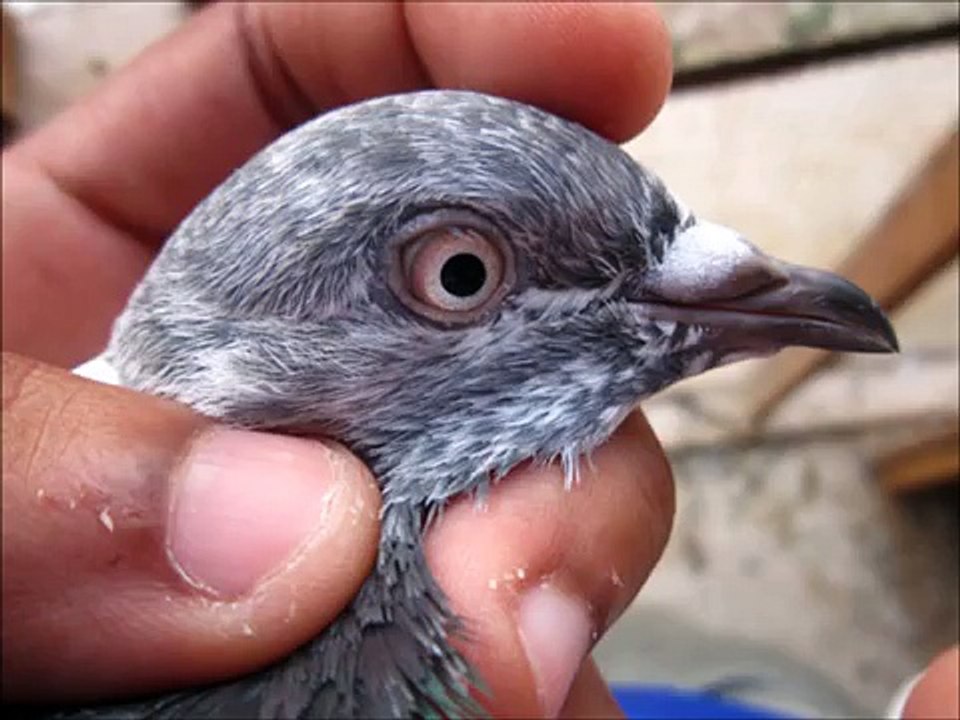 oman mai pakistani pigeon
