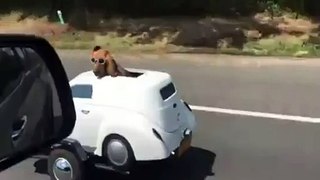 This Dog Has His Own Ride!
