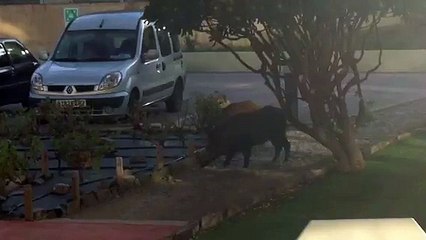 Un sanglier apprivoisé par des habitants de Cerbère