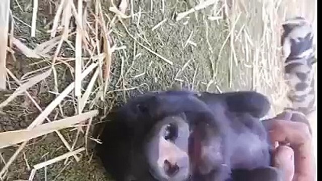 Les animaux sont amis et la nourriture !