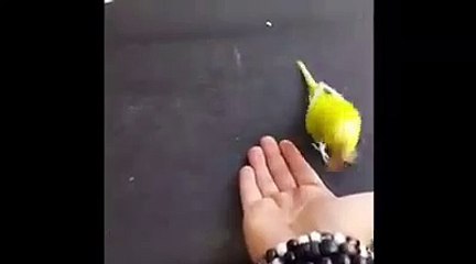 Kuş beyinli diyenleri utandıran kuş LİMON