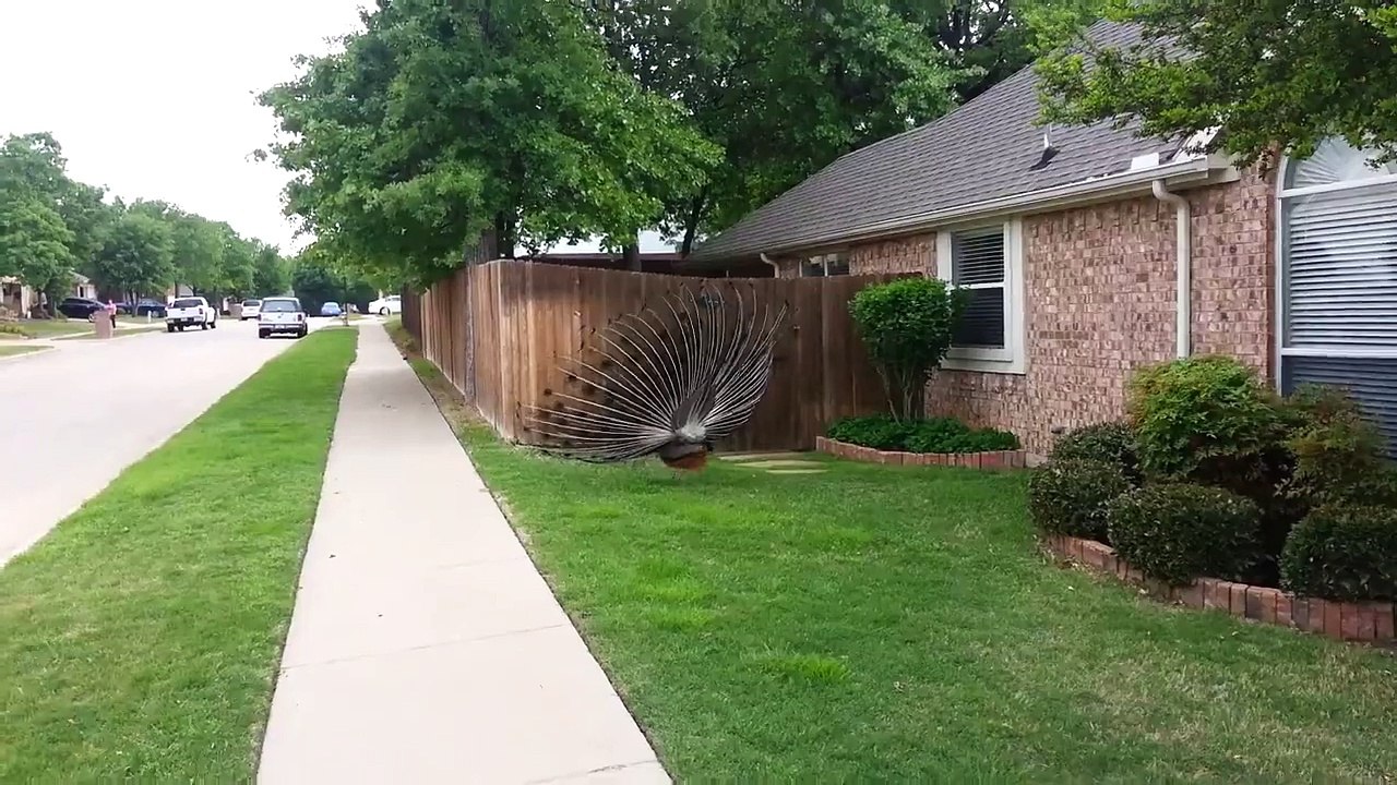 Peacock attack