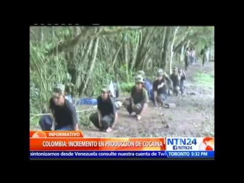 Incrementan los cultivos de coca un 44% en Colombia y pasan de 48.000 a 69.000 hectáreas