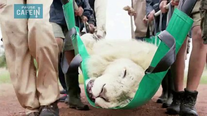 Un dentiste met fin aux souffrances de ce lion