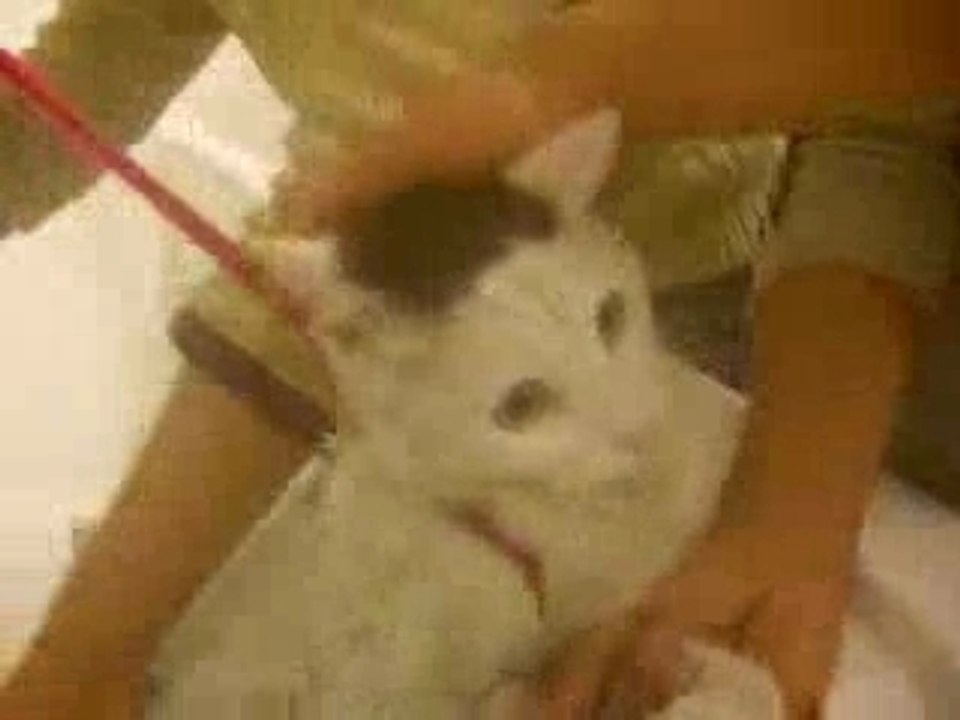 A kui Speaking Cat