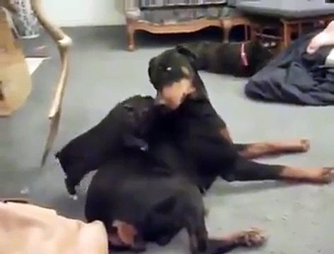 Un cochon très énervé saute sur un pauvre chien