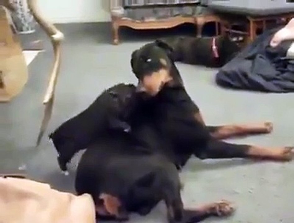 Sleeping dog VS excited pig... Hilarious