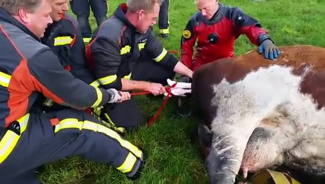 Het is een meisje en ze heet Berta - RTV Noord