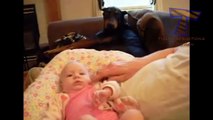 Funny dogs jealous of babies - Cute dog & baby compilation