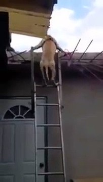 Smart dog climbing ladder... Amazing pet
