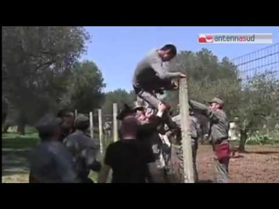 Tg Antenna Sud - Xylella, via agli abbattimenti