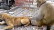 Monkey VS Dog fighting -real fun