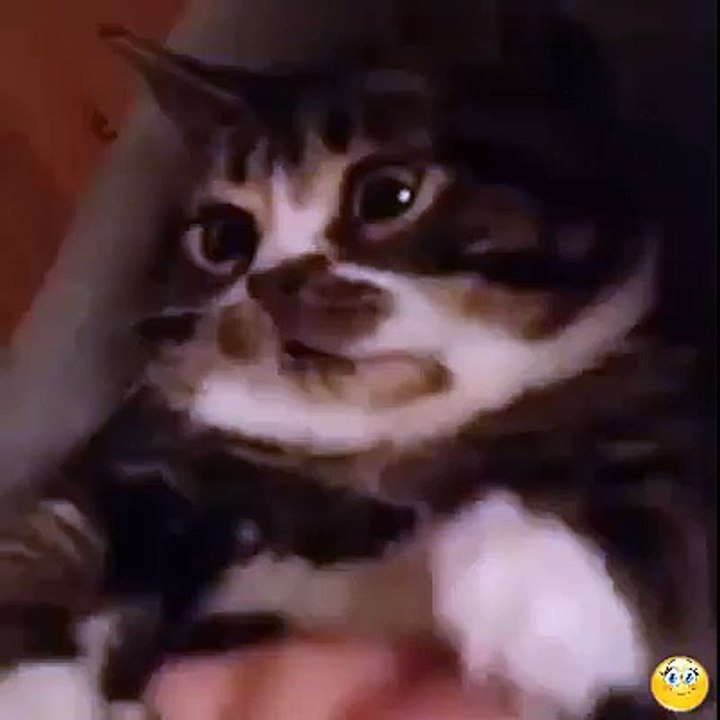 chat vampire ou pas