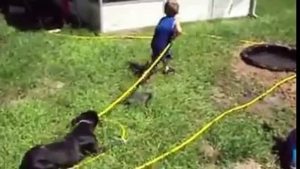 Chiens jouant dans l'eau. Hilarant !!!!!!