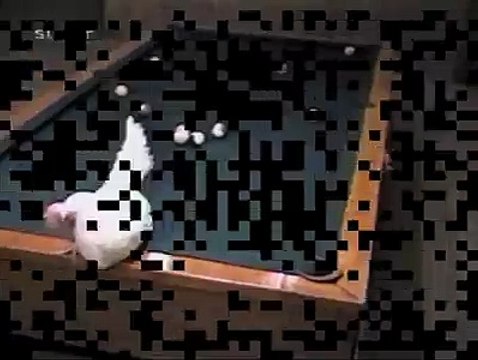 Questa gallina è entrata nel guinness dei primati per un motivo molto particolare