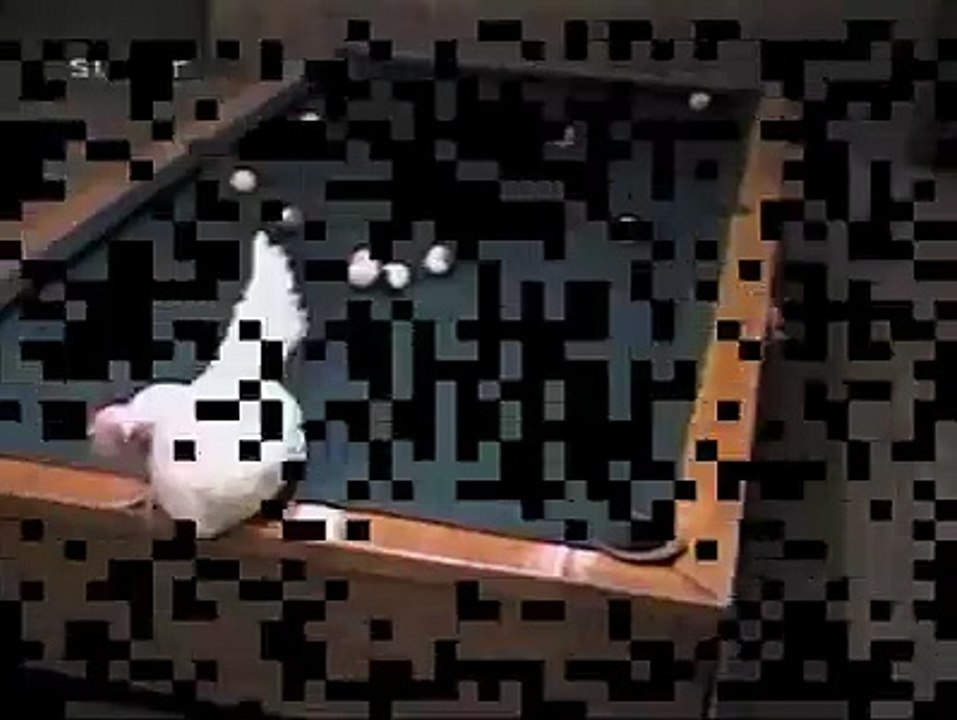 Questa gallina è entrata nel guinness dei primati per un motivo molto particolare