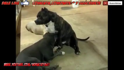 Perro que le gusta que perra se lo chupe | Videos Graciosos HD