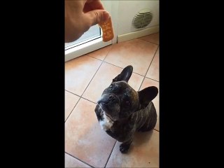 Fate attenzione a quel biscotto, non fa una bella fine...