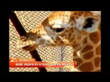 Bebé jirafa, la nueva atracción del espectacular Zoológico de Chapultepec, en México