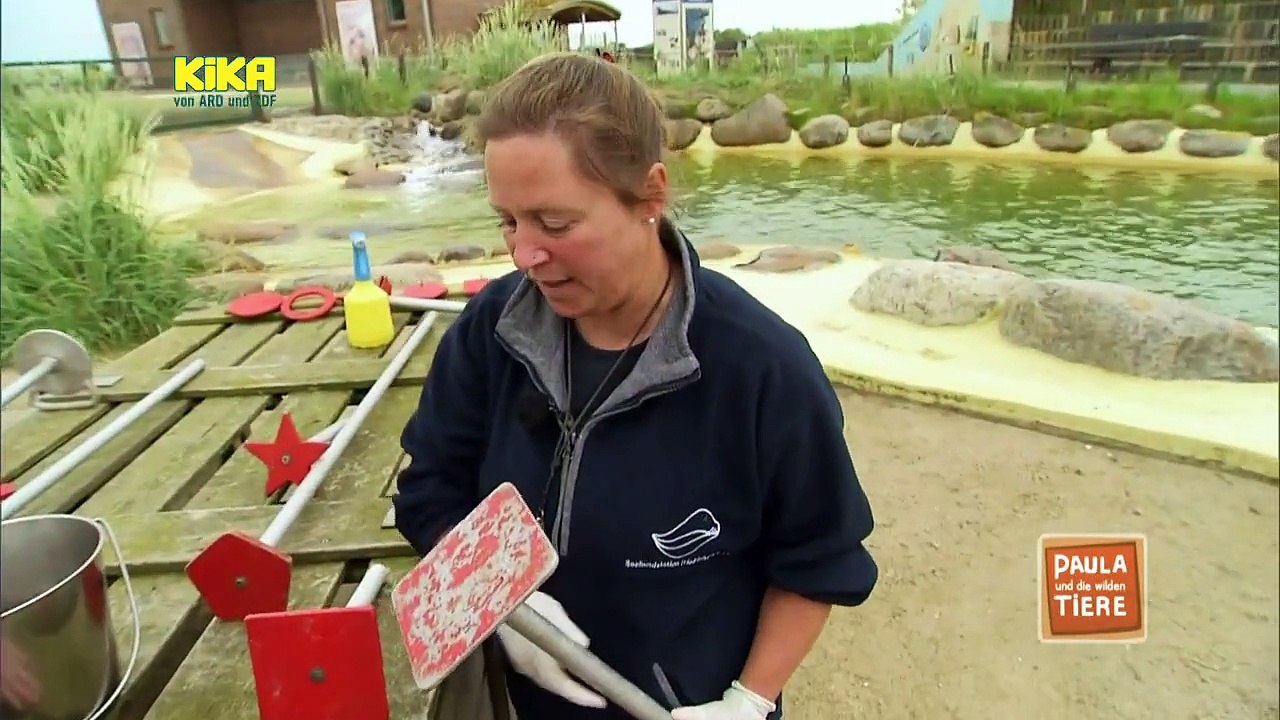 Paula und die wilden Tiere - Eine Sandbank voller Robben