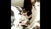 Funny Little Kitten Tries to Copy Mama Cat and Fails Adorably