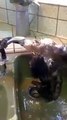 Funny Monkey Taking Bath in Sink