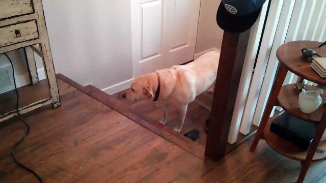 Ce chien est trop nerveux pour monter les escaliers... Hilarant!