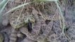 Une GoPro tombe dans un nid de serpents à sonnette! Flippant...
