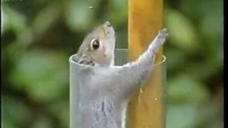 Matthew Hill - Mission Impossible Squirrel _ Facebook