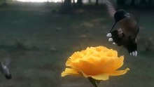ایک انتہائی خوبصورت ویڈیو ۔۔ جسے آپ بار بار دیکھنا چاہیں گے ۔۔ سبحان اللہ