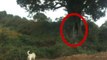 Real ghost Videos | Real Ghost Caught on Camera | Ghost Under Tree | Scary Ghost Videos
