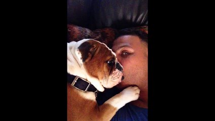 Adorable Bulldog Puppy Loves Owners Kisses