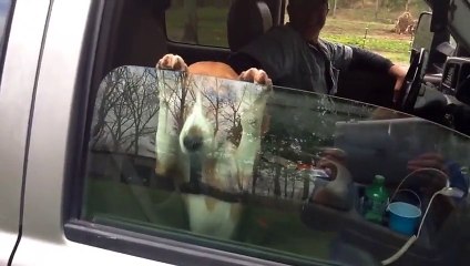 13 Animals Who Love Car Rides