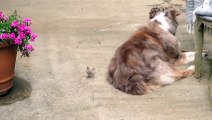 Bird Pulls Fur From Unsuspecting Australian Shephard To Make A Nest