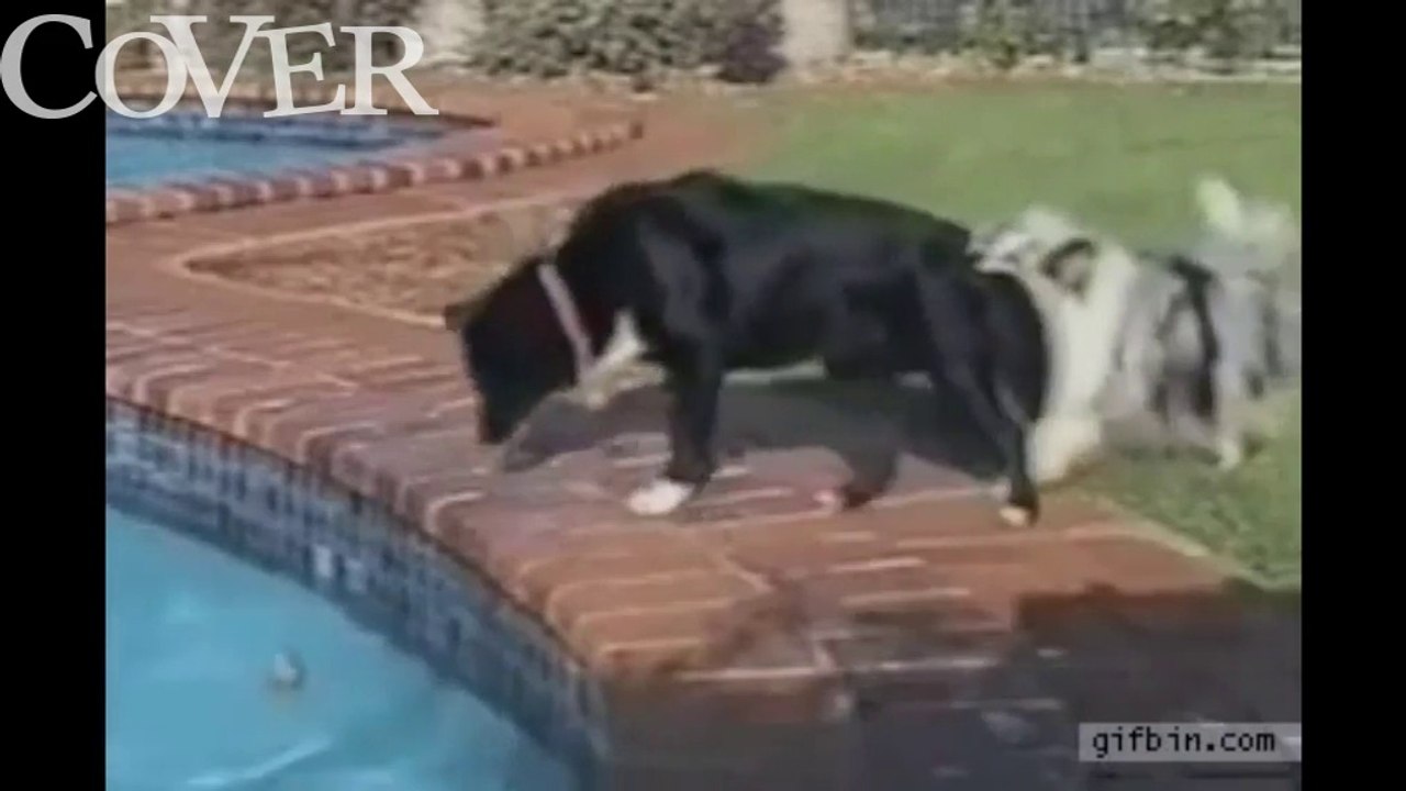 Wussten Sie, dass Hunde sehr intelligent sein können?